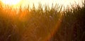 Sunset over sugar cane field Royalty Free Stock Photo