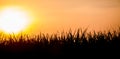 Sunset over sugar cane field Royalty Free Stock Photo