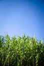 Sunset over sugar cane field Royalty Free Stock Photo