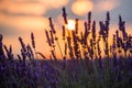 Beautiful sunset over lavender field at summer evening Royalty Free Stock Photo