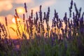 Beautiful sunset over lavender field at summer evening Royalty Free Stock Photo