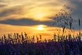 Sunset over a summer lavender field. Royalty Free Stock Photo