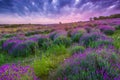 Sunset over a summer lavender field in Tihany, Hungary Royalty Free Stock Photo