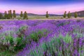 Sunset over a summer lavender field in Tihany, Hungary