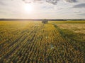 Sunset over sunflower field Royalty Free Stock Photo