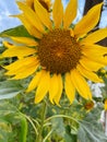 Sunset over a sunflower field, emilia romagna, italy, europe