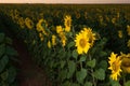 Sunset over a sunflower field Royalty Free Stock Photo