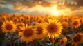 Sunset over sunflower field. Vibrant summer landscape with golden light Royalty Free Stock Photo