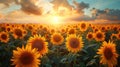 Sunset over sunflower field. Vibrant summer landscape with golden light Royalty Free Stock Photo