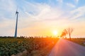 Sunset over the sunflower field Royalty Free Stock Photo