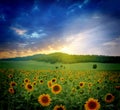 Sunset over sunflowers field Royalty Free Stock Photo