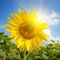 Sunset over sunflowers field Royalty Free Stock Photo