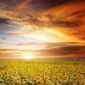 Sunset over sunflowers field Royalty Free Stock Photo