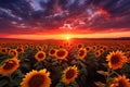 Sunset over sunflowers field. Beautiful landscape with sunflowers, AI Generated Royalty Free Stock Photo