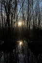 Sunset over a swamp in a bare winter forest in the Flemish countryside