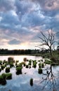 Sunset over swamp with old tree Royalty Free Stock Photo