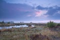 Sunset over swamp in summer Royalty Free Stock Photo