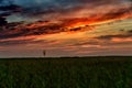 Sunset over the swamp in summer. Lonely tree on the horizon. Landscape of Biebrza National Park in Poland, Europe. Dramatic clouds Royalty Free Stock Photo