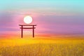 sunset over torii wood gold sunhemp in the field Royalty Free Stock Photo