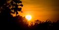 Sunset over tree and field Royalty Free Stock Photo