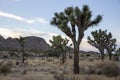 Sunset over landscape of Joshua Tree National Park, California Royalty Free Stock Photo