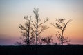 sunset over trees in forest Royalty Free Stock Photo