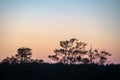 sunset over trees in forest Royalty Free Stock Photo