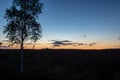 sunset over trees in forest Royalty Free Stock Photo