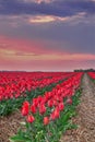 After sunset over a tulip field Royalty Free Stock Photo
