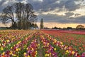 Sunset Over Tulip Flower Farm in Springtime Royalty Free Stock Photo