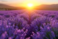 Sunset Over Vibrant Lavender Fields. Royalty Free Stock Photo