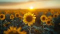 Sunset over a vibrant sunflower field Royalty Free Stock Photo