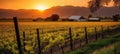 A sunset over a vineyard with a barn in the distance and mountains in the background with a fence and trees in the foreground, Royalty Free Stock Photo