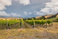 Sunset over vineyard landscape in Marlborough, New Zealand Royalty Free Stock Photo