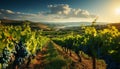 Sunset over a vineyard, nature winemaking masterpiece in autumn generated by AI Royalty Free Stock Photo
