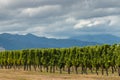 Sunset over vineyard in New Zealand Royalty Free Stock Photo