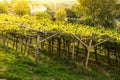 Sunset over vineyard Royalty Free Stock Photo