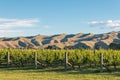 Sunset over vineyard with rolling hills in background Royalty Free Stock Photo