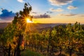 Sunset over the vineyard Royalty Free Stock Photo