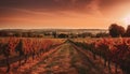 Sunset over vineyard in tranquil Napa Valley, harvesting autumn grapes generated by AI Royalty Free Stock Photo