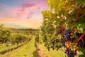 Sunset over vineyards with red wine grapes in late summer Royalty Free Stock Photo