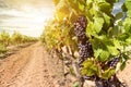 Sunset over vineyards with red wine grapes near a winery in late summer Royalty Free Stock Photo