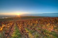 Sunset over the vineyards Royalty Free Stock Photo