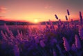 Sunset over a violet lavender field. Generative AI Royalty Free Stock Photo