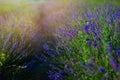 Sunset over a violet lavender field in Provence,Hokkaido Royalty Free Stock Photo