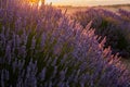 Sunset Over Violet Lavender Field in Turkey Royalty Free Stock Photo