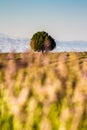 Sunset Over Violet Lavender Field in Turkey Royalty Free Stock Photo