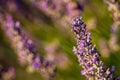 Sunset Over Violet Lavender Field in Turkey Royalty Free Stock Photo