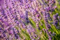 Sunset Over Violet Lavender Field in Turkey Royalty Free Stock Photo