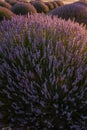 Sunset Over Violet Lavender Field in Turkey Royalty Free Stock Photo